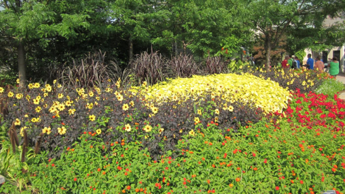 ‘Mystic Illusion’ dahlia