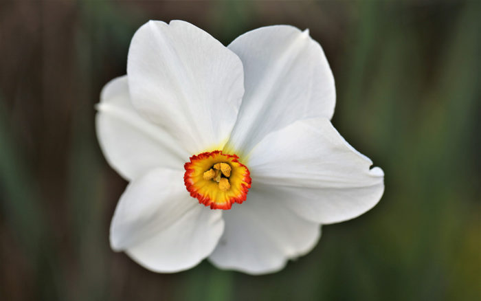 ‘Phesant’s Eye’ daffodil