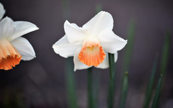 Salome daffodils