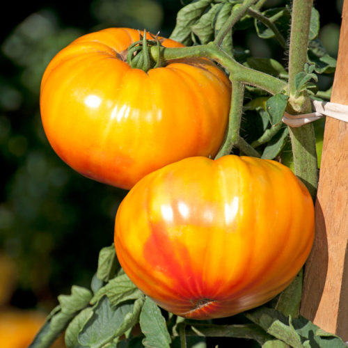5 Great New Tomato Varieties - FineGardening