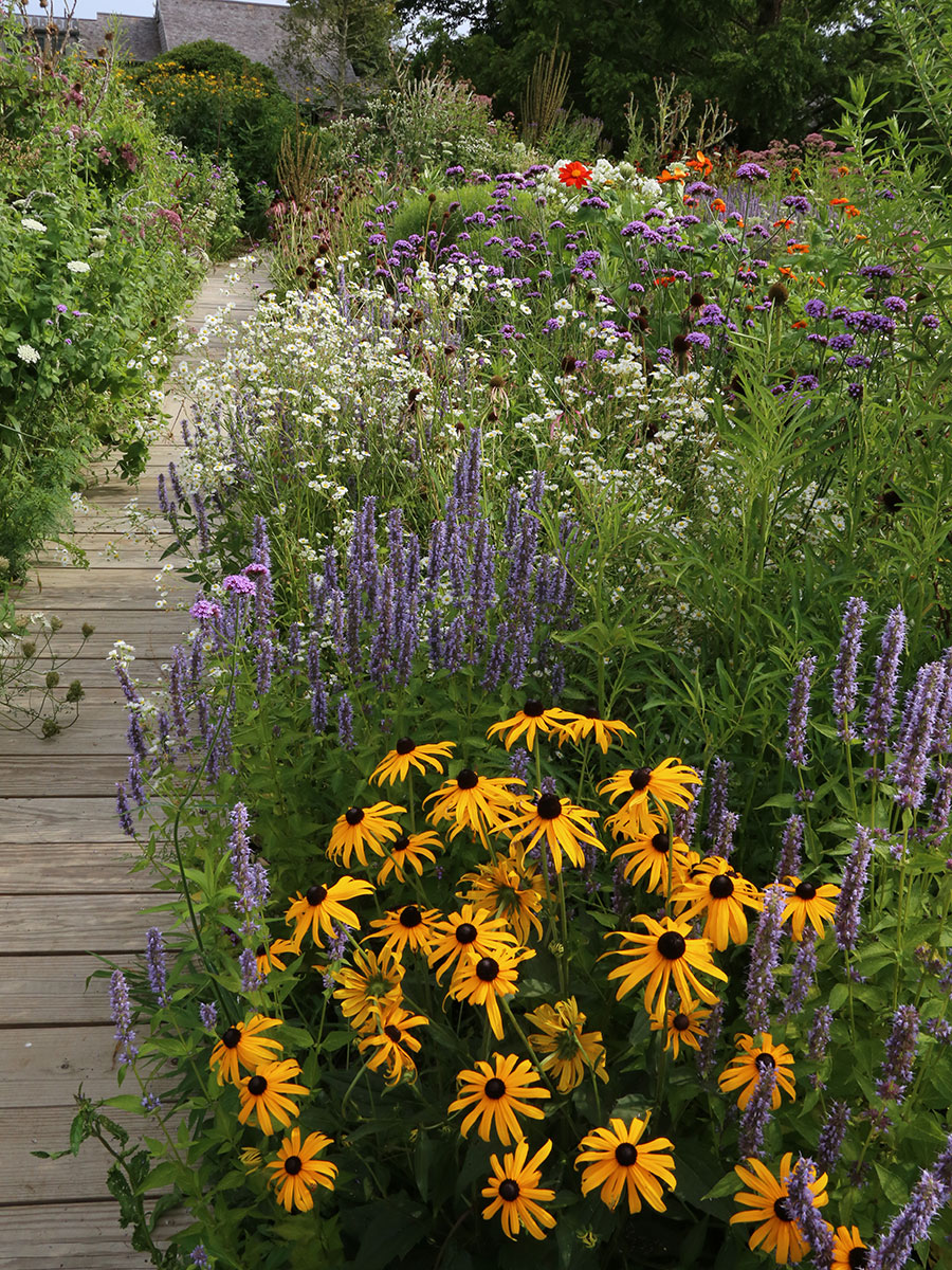 6 Beautiful Pollinator Container-Garden Designs - FineGardening