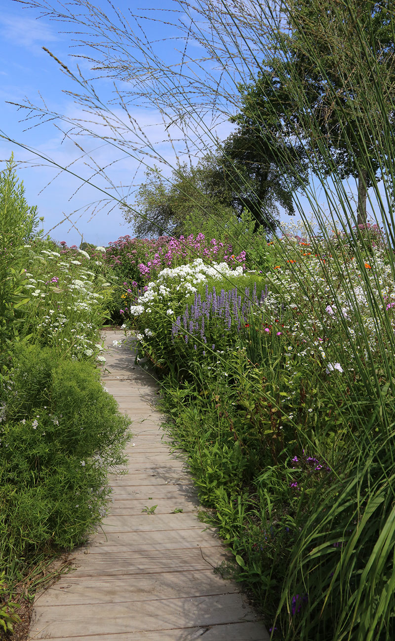 Structured plants in front help hold us pollinator plants that often bend or fall