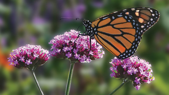 Monarch butterfly on a flower