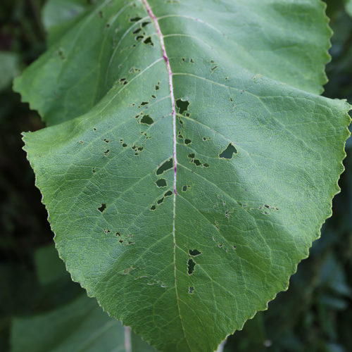 Plant leaf with holes in it