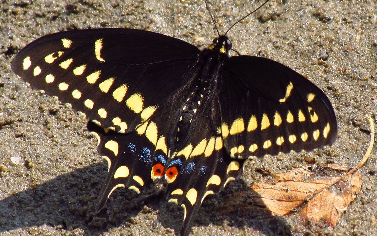 Black swallowtail