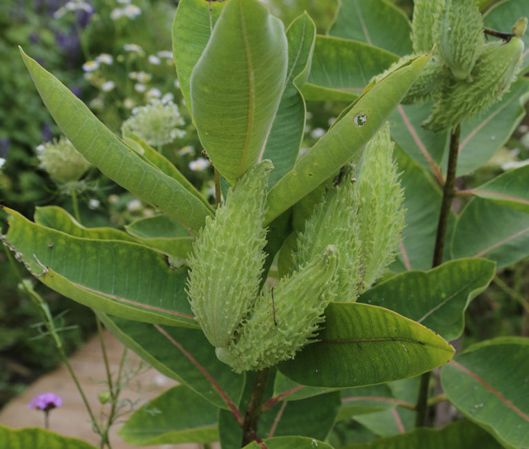 Pollinators' Favorite Nectar Plants - Fine Gardening