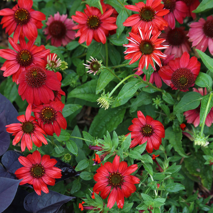 What's New With Coneflowers? - Fine Gardening