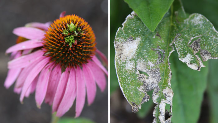 coneflower pests and diseases