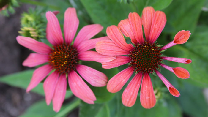 ‘Julia’ coneflower