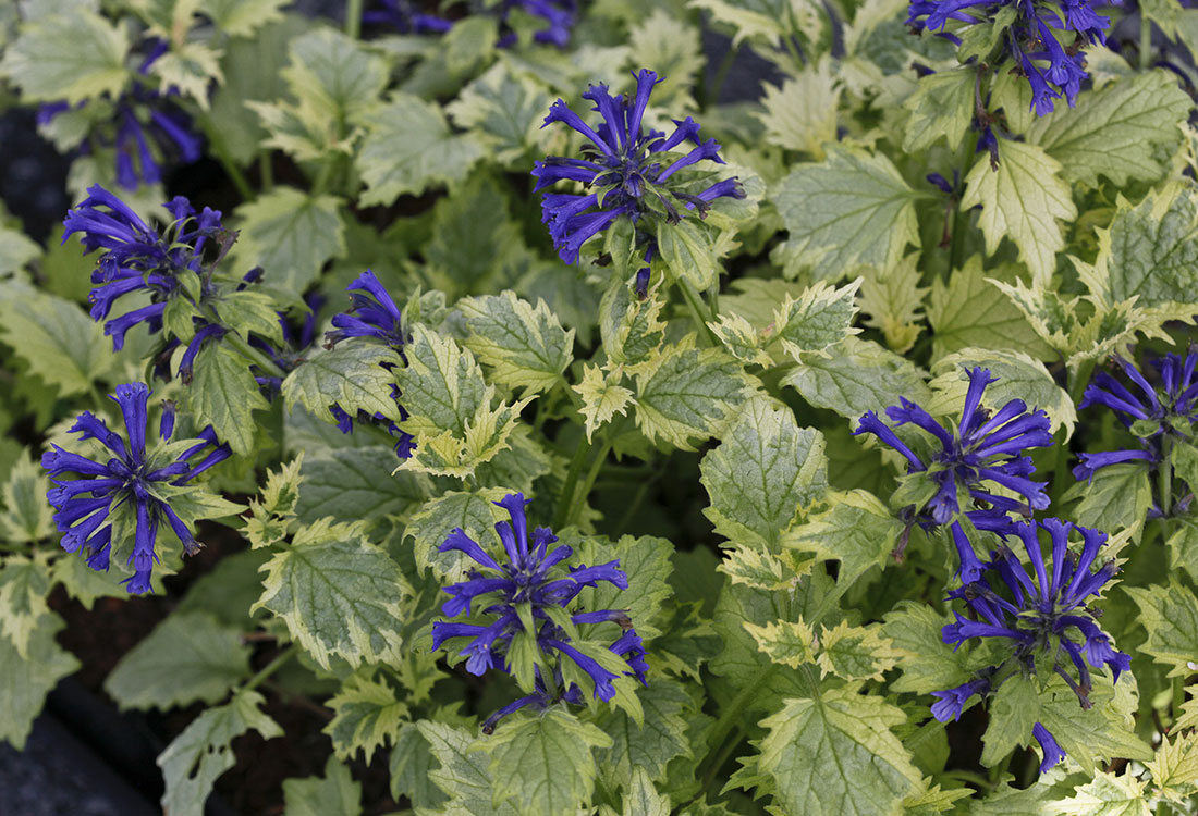 Frosted Jade Ajuga