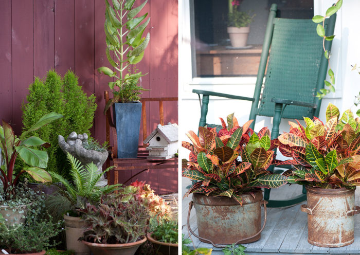 houseplants outdoors