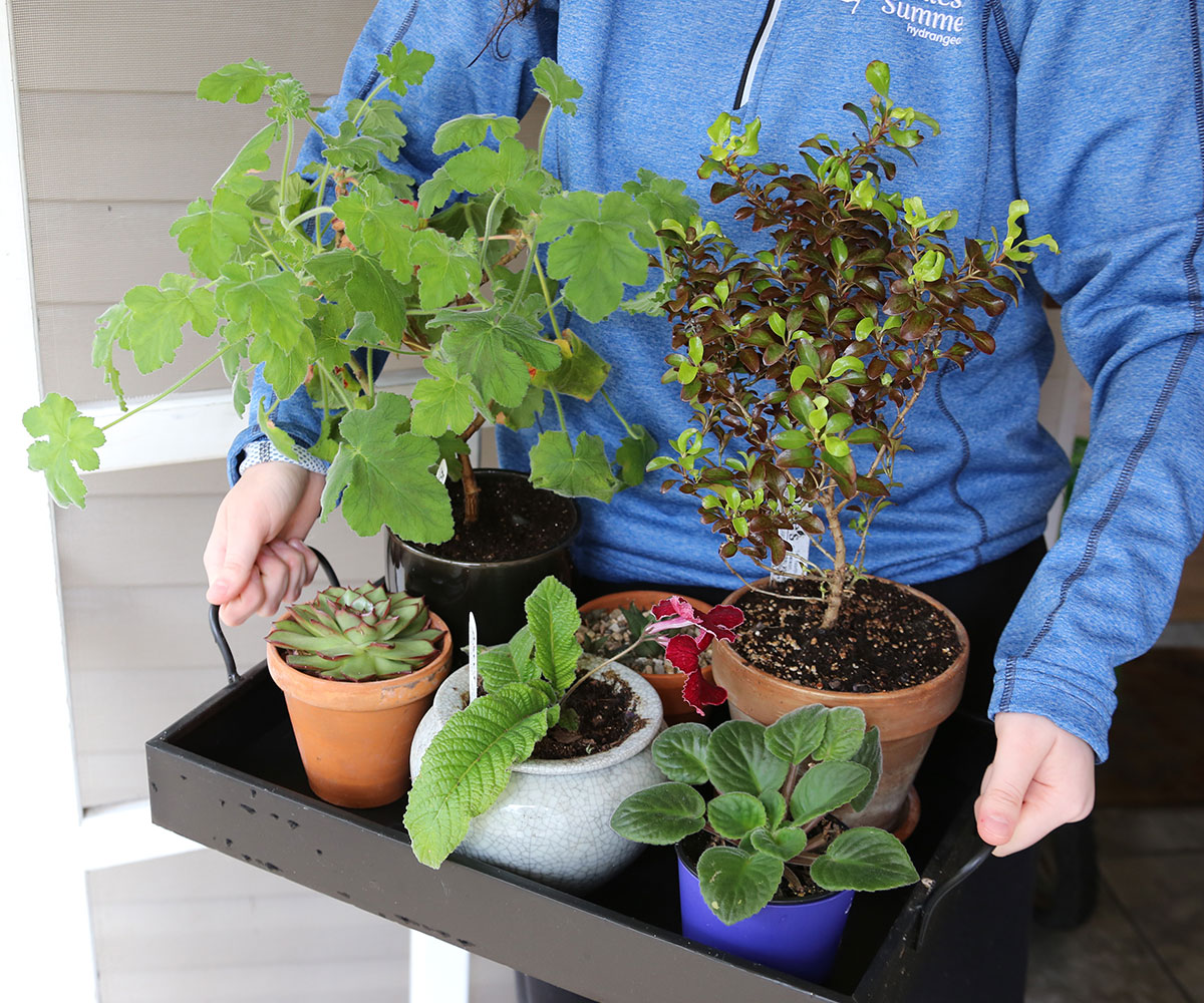 person carrying a tray of houseplants outside 