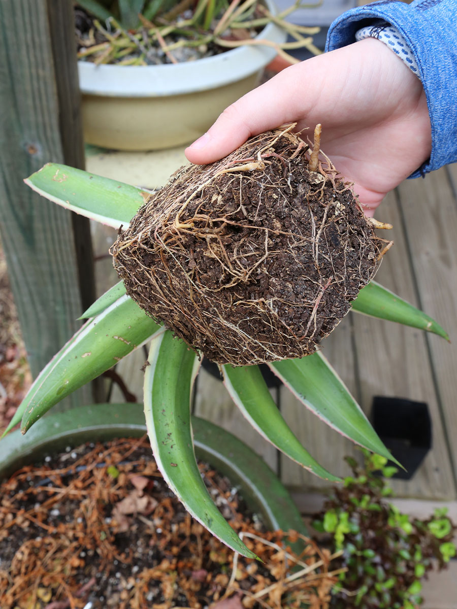 hand holding up a potbound plant