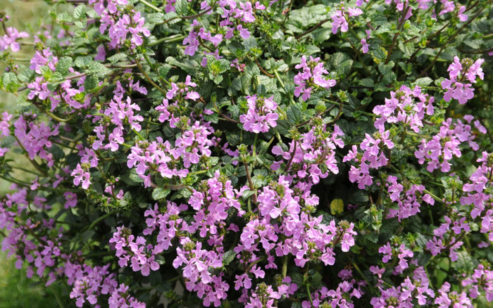 ‘Lilac Falls’ hybrid betony