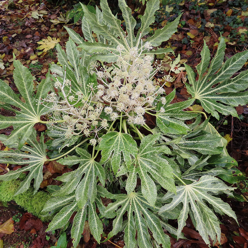 ‘Spider's Web’ Fatsia