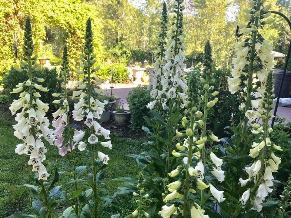 foxgloves