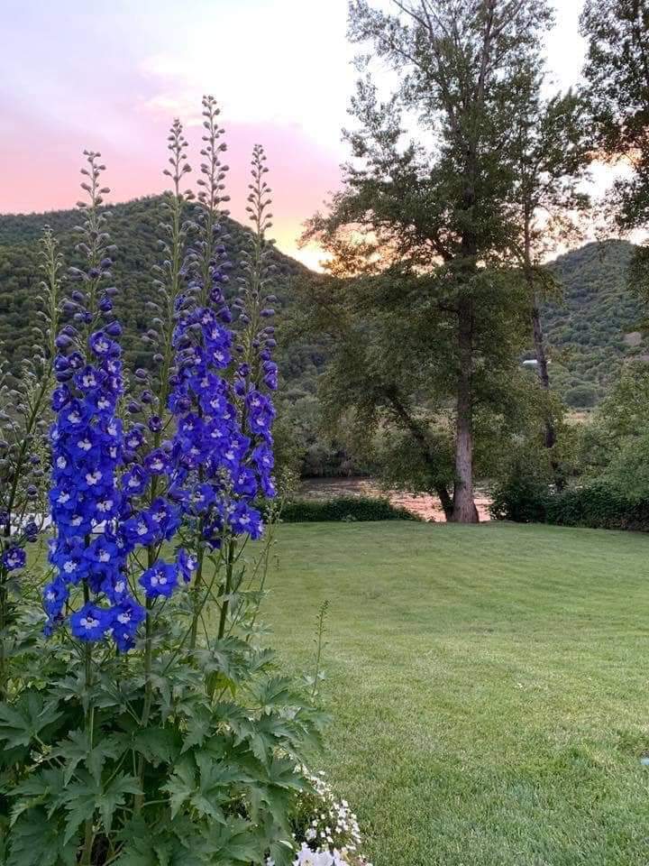 Delphiniums