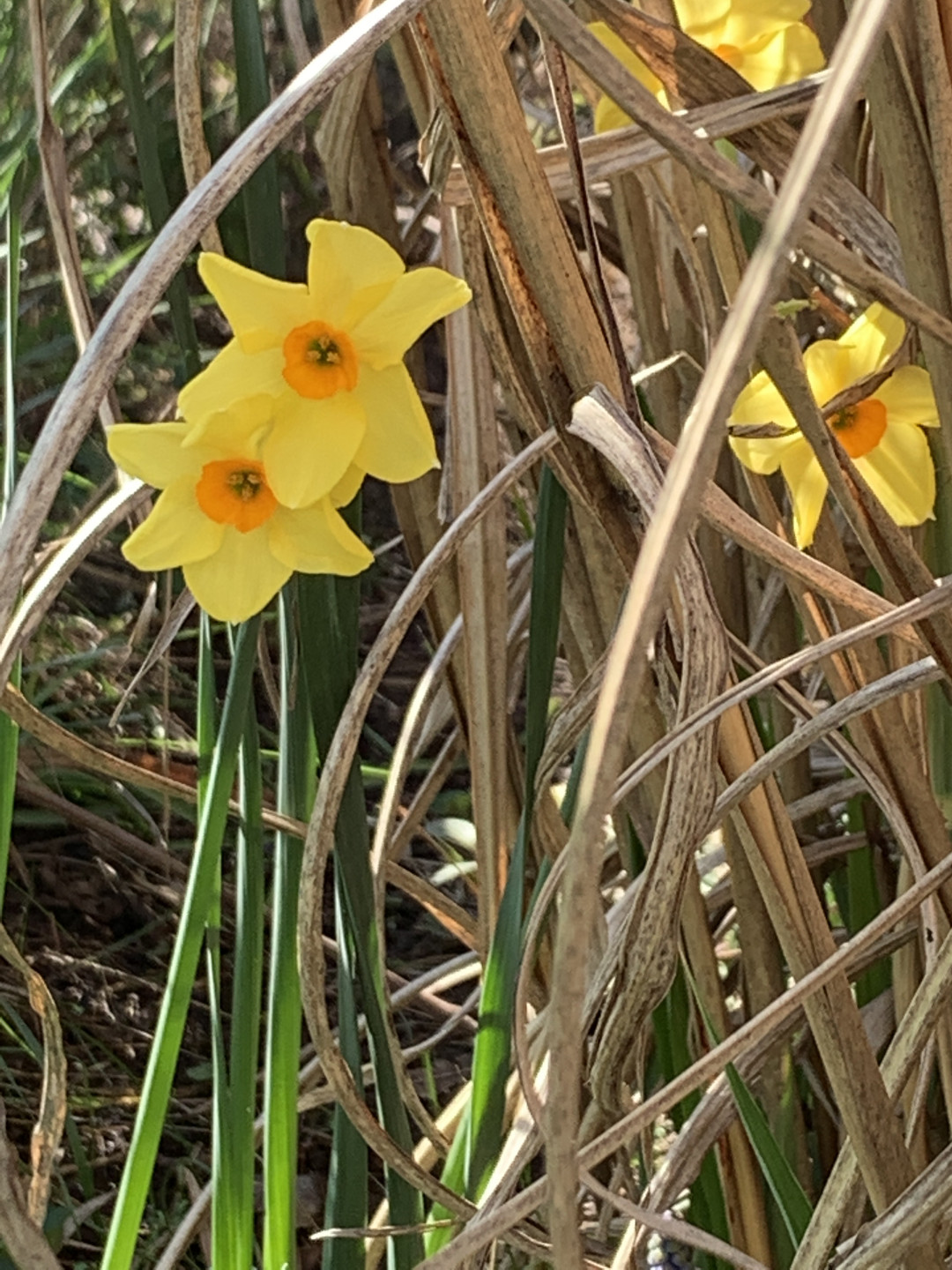 daffodils