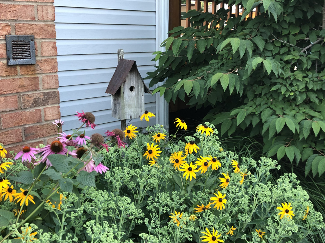 black-eyed Susan