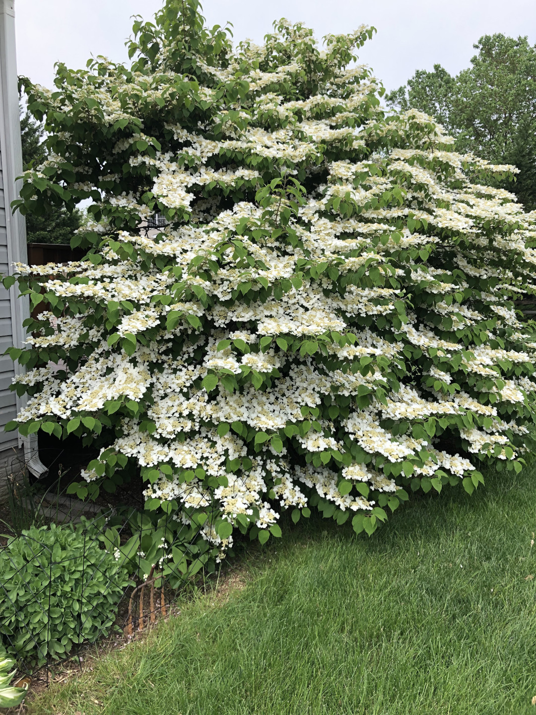 Double file viburnum