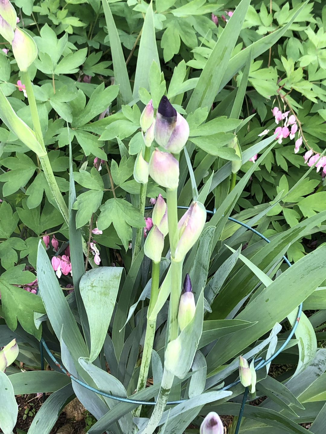 bearded iris