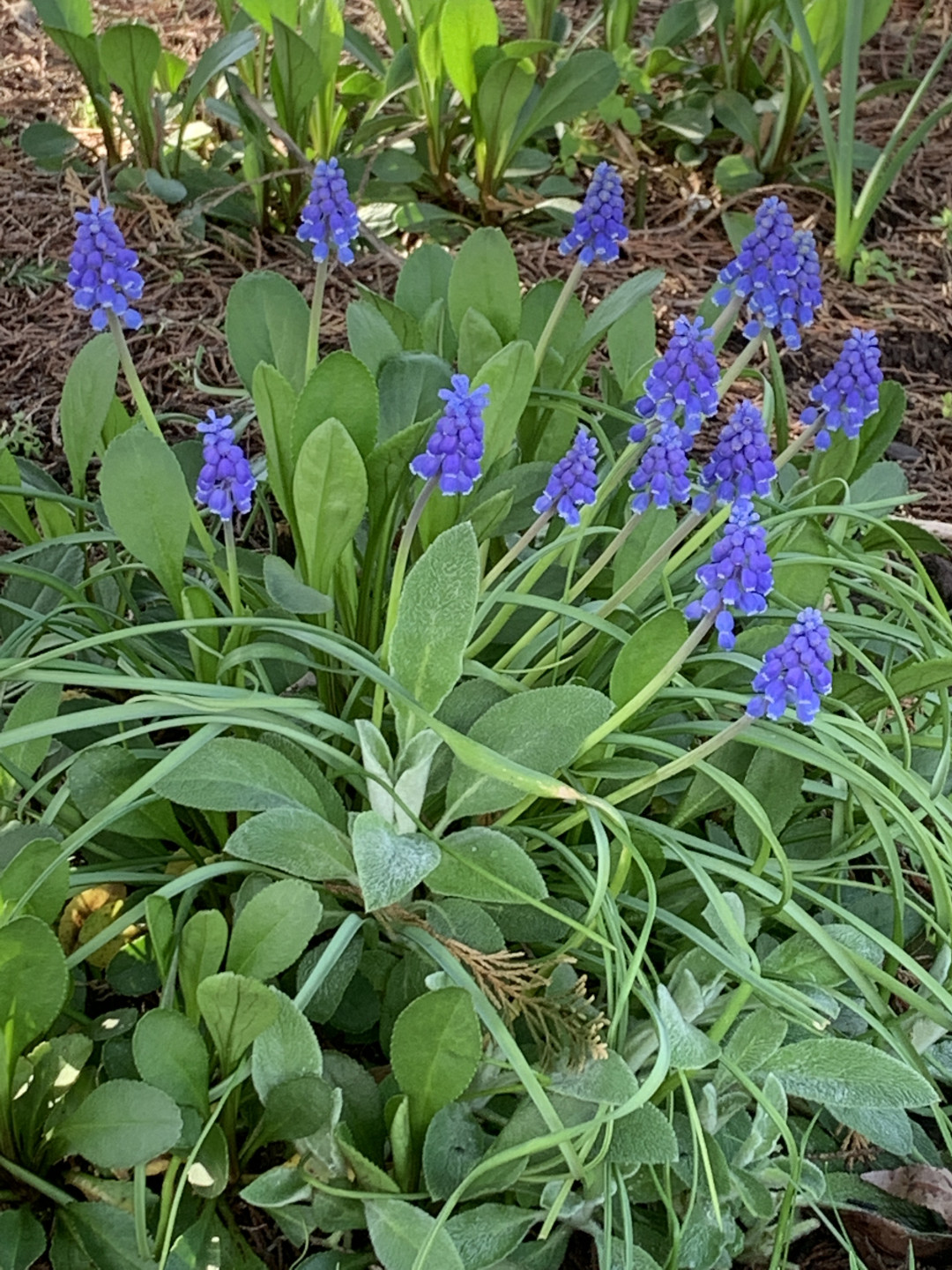 Grape hyacinths