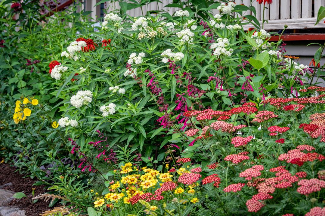 white swamp milkweed