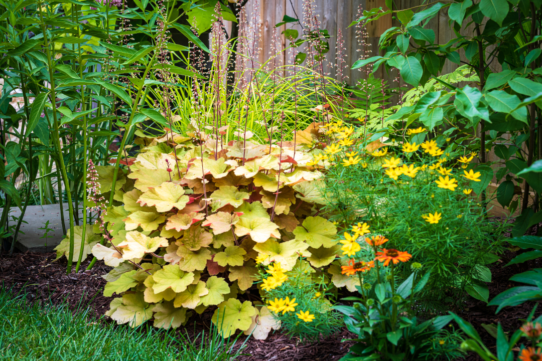 heuchera