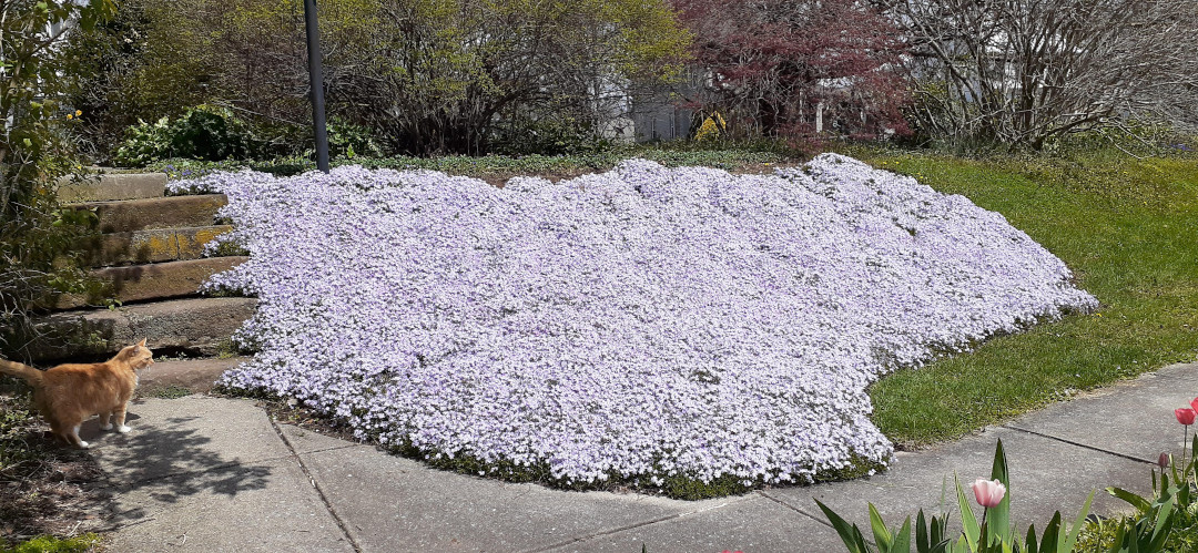 A Yard of Poison Ivy Turned Into a Flower Garden - FineGardening