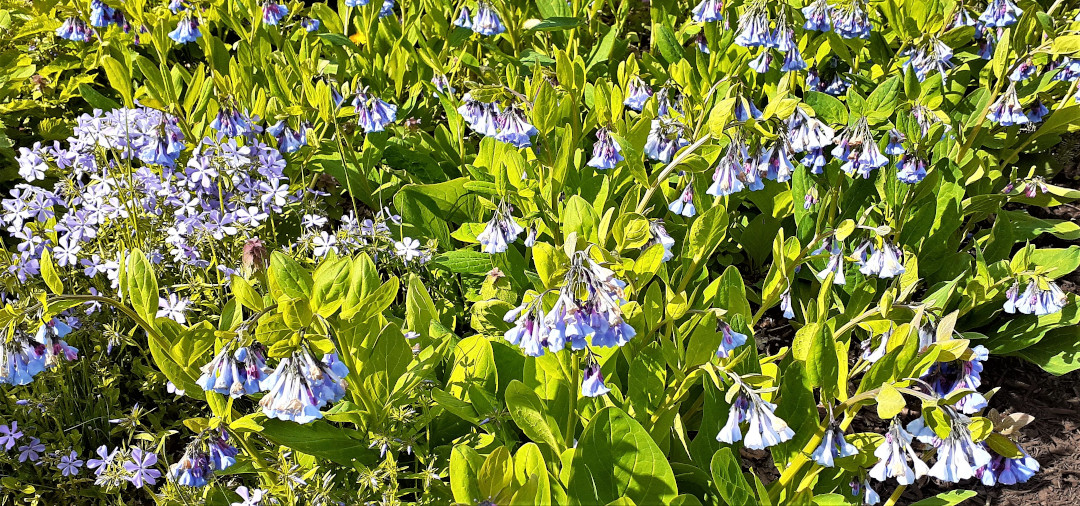 Virginia bluebells