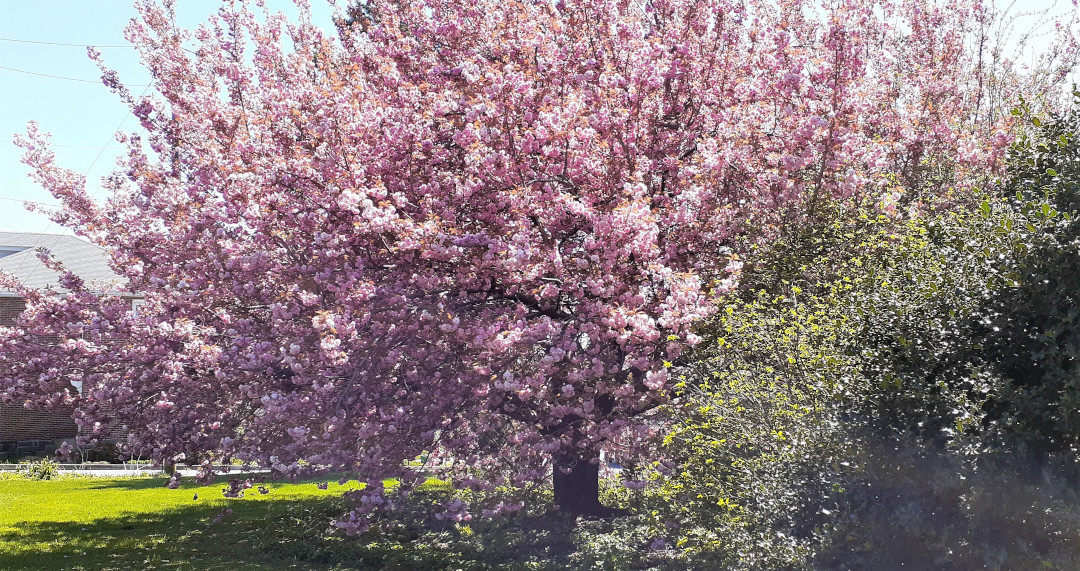 cherry tree in bloom