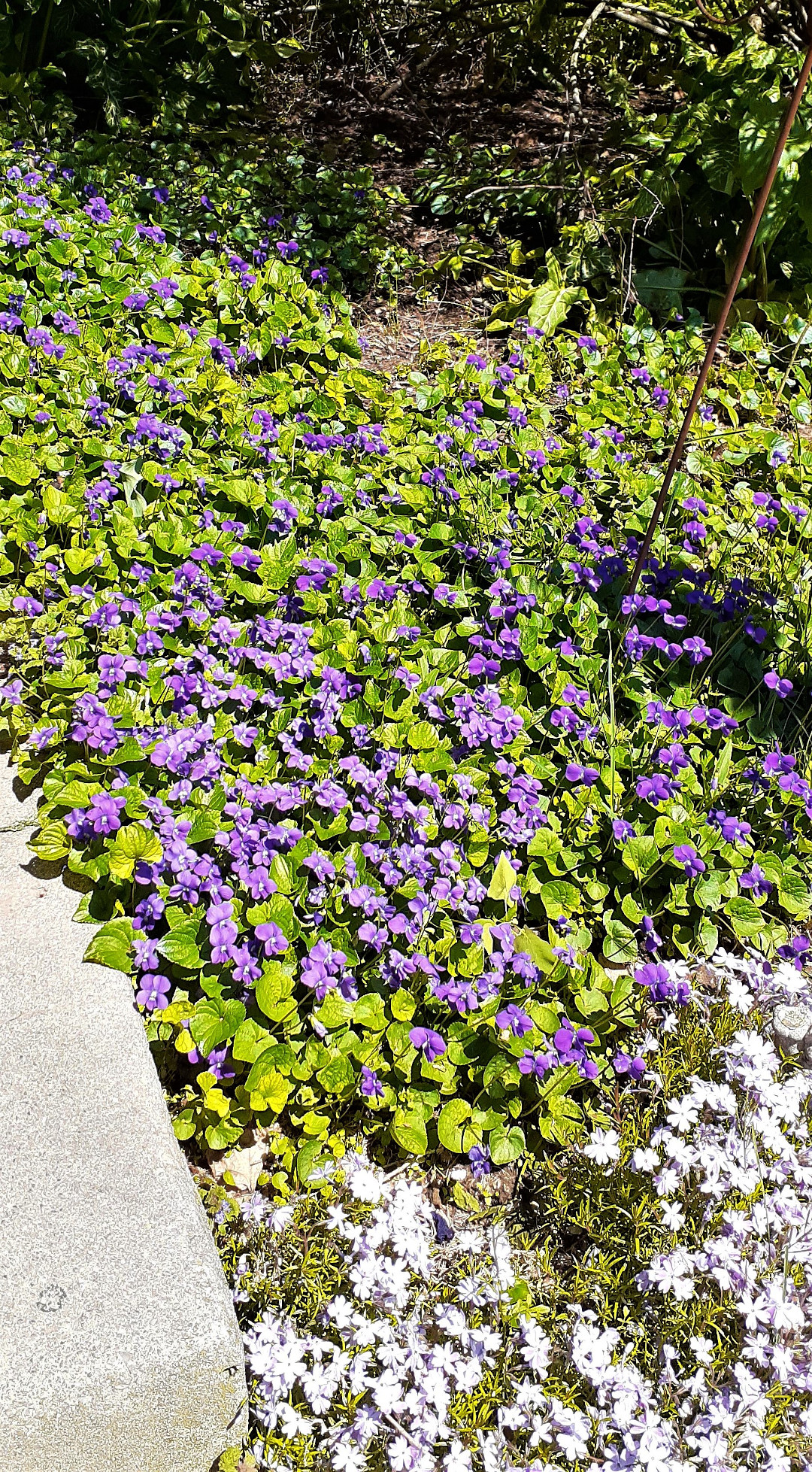 A Yard of Poison Ivy Turned Into a Flower Garden - FineGardening