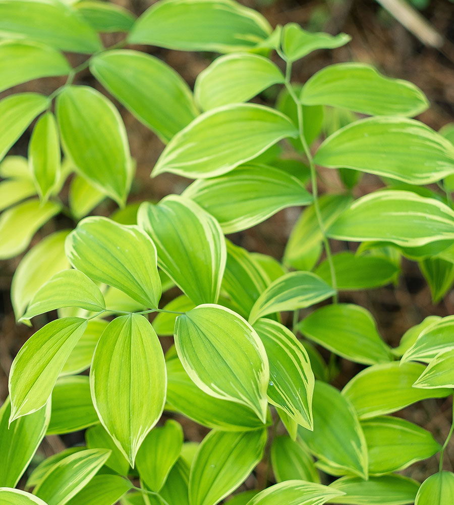 ‘Cobblewood Gold’ Bellwort