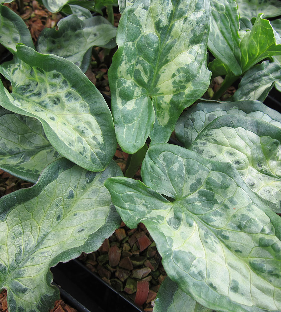 ‘Pamela Harper’ Italian Arum