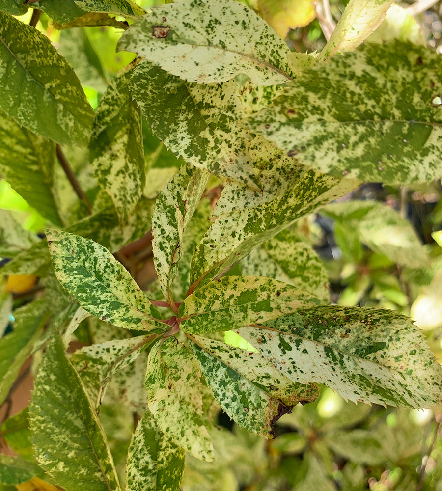 variegated shrubs identification