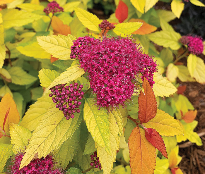 Candy Corn Japanese spirea