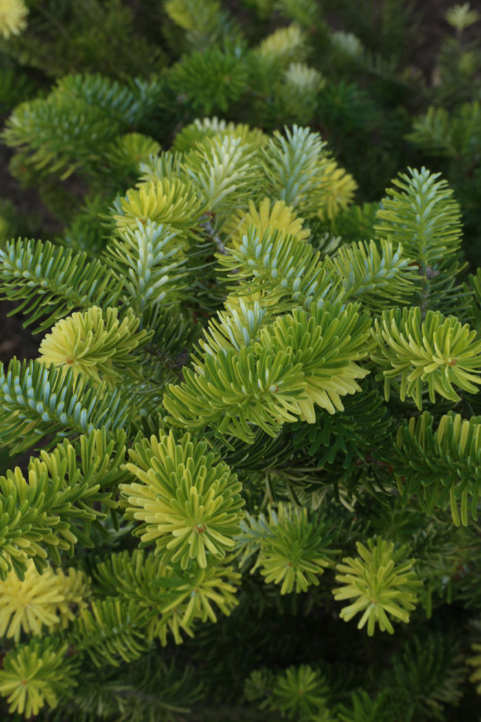 Abies koreana ‘Gelbbunt’