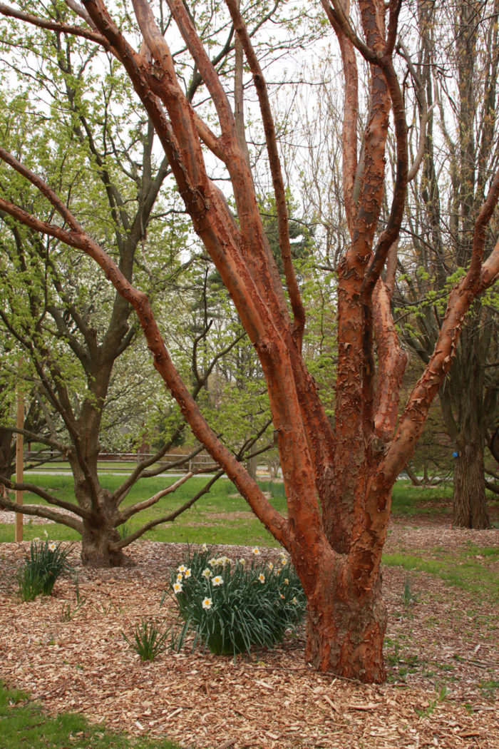 Paperbark maple (Acer griseum, Zones 4-8)