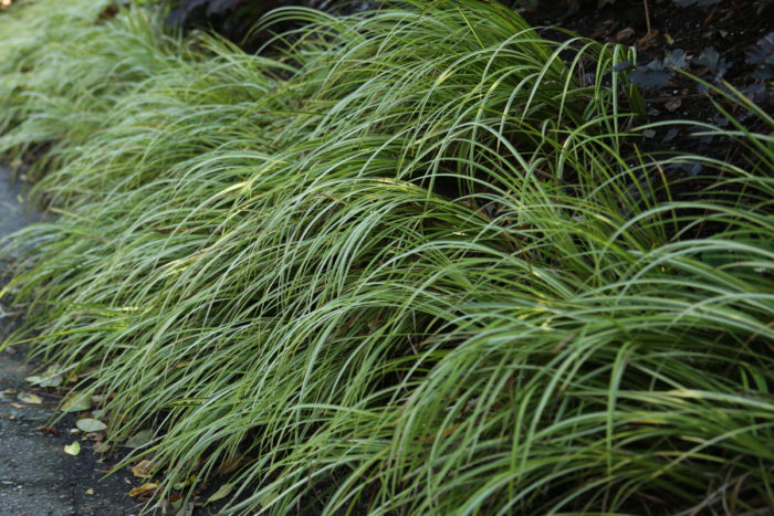 Variegated sweet flag (Acorus gramineus ‘Variegatus’, Zones 5-8)