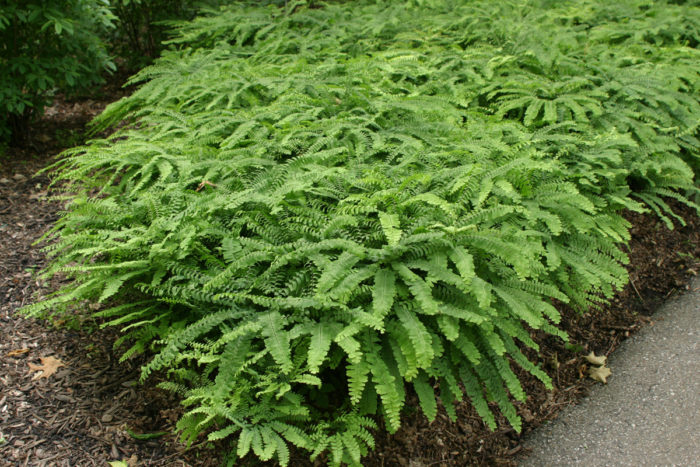 Northern maidenhair fern (Adiantum pedatum, Zones 3-8)