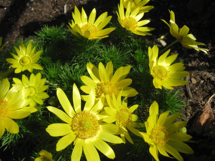 Pheasant’s eye (Adonis vernalis, Zones 3-7)