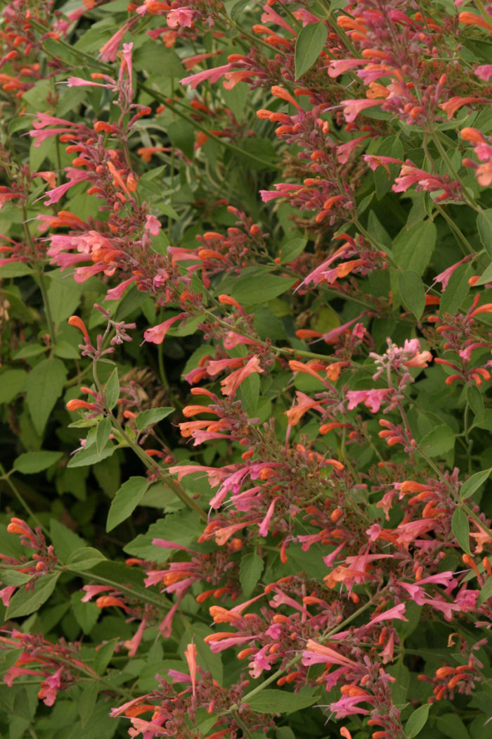 Acapulco® Salmon and Pink hyssop (Agastache ‘Salmon and Pink’, Zones 5-9)