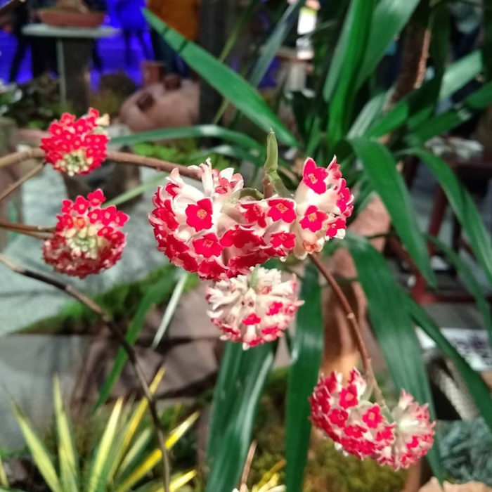 ‘Akebono’ red paperbush (Edgeworthia chrysantha ‘Akebono’, Zones 7-9 )