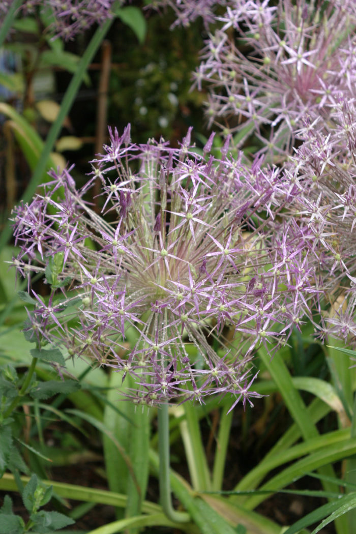 Star of Persia (Allium christophii, Zones 4-8)