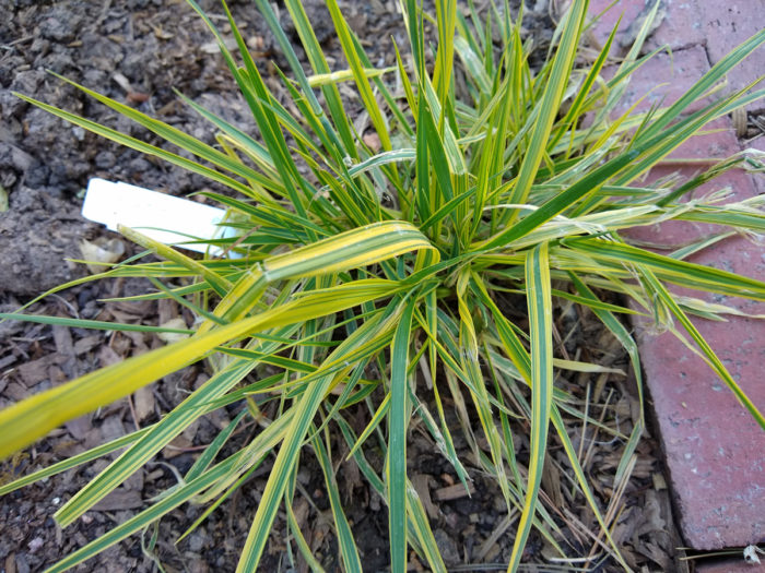 Golden variegated foxtail grass (Alopecurus pratensis 'Aureovariegatus', Zones 3-9)