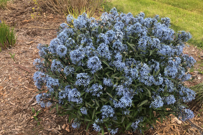 ‘Storm Cloud’ bluestar (Amsonia tabernaemontana ‘Storm Cloud’, Zones 3-9) 