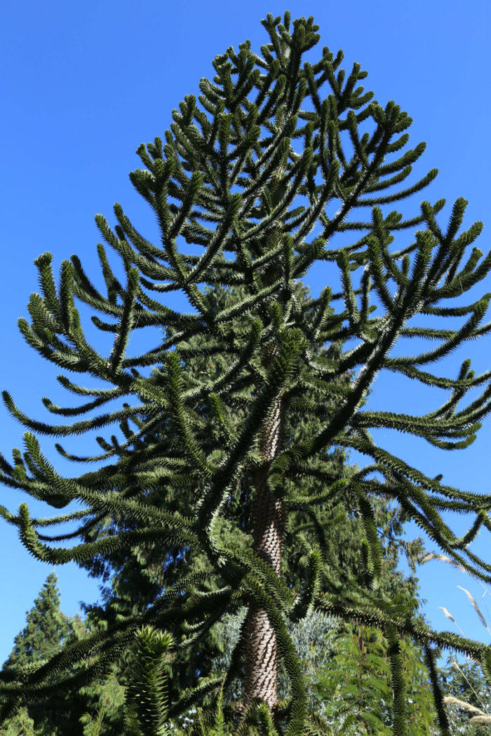 Monkey puzzle tree (Araucaria araucana, Zones 7-10)