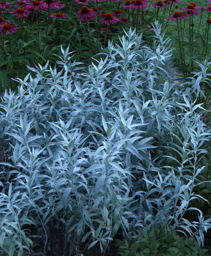 ‘Valerie Finnis’ artemisia (Artemisia ludoviciana ‘Valerie Finnis’ Zones 5-10)