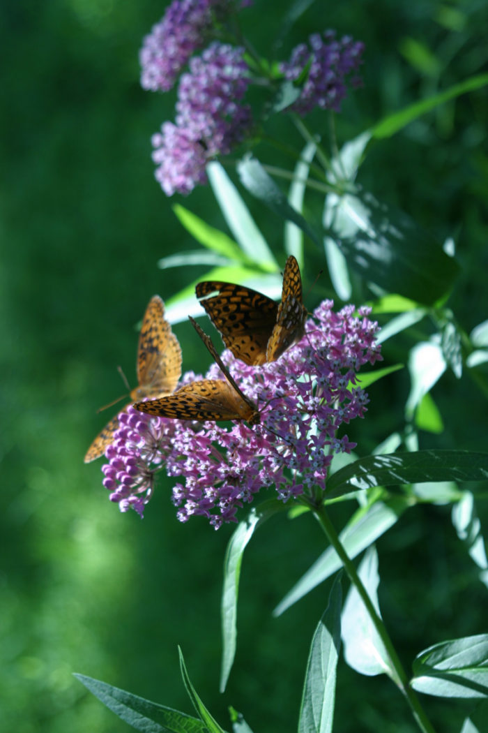 Rose milkweed (Asclepias incarnata, Zones 3-8)