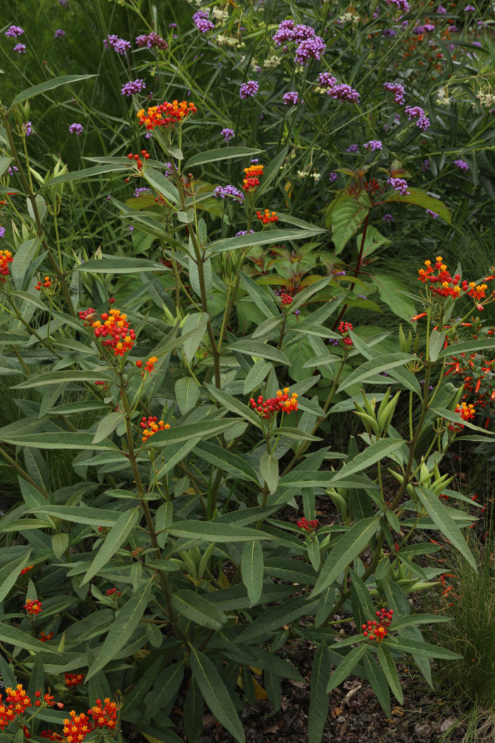 ‘Red Butterflies’ milkweed (Asclepias curassavica 'Red Butterflies’, Zones 8-11)